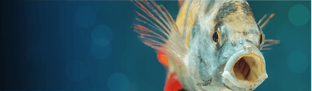 Fluval Fish Banner