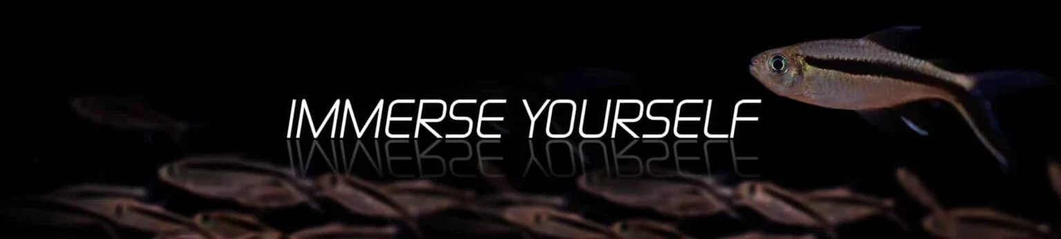 Immerse Yourself