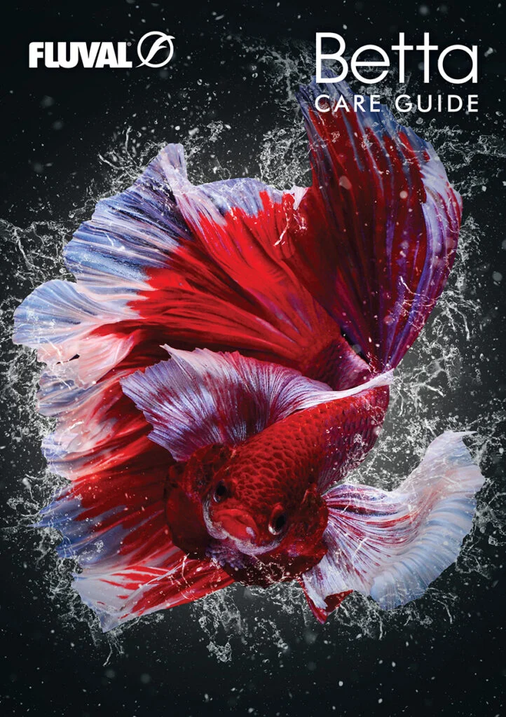 Betta Care Guide