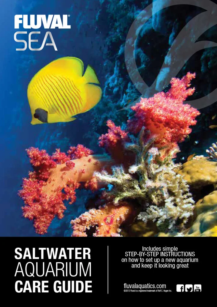 Saltwater Aquarium Care Guide